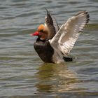 Kolbenente am Ammersee / red-crested pochard at "Ammersee"