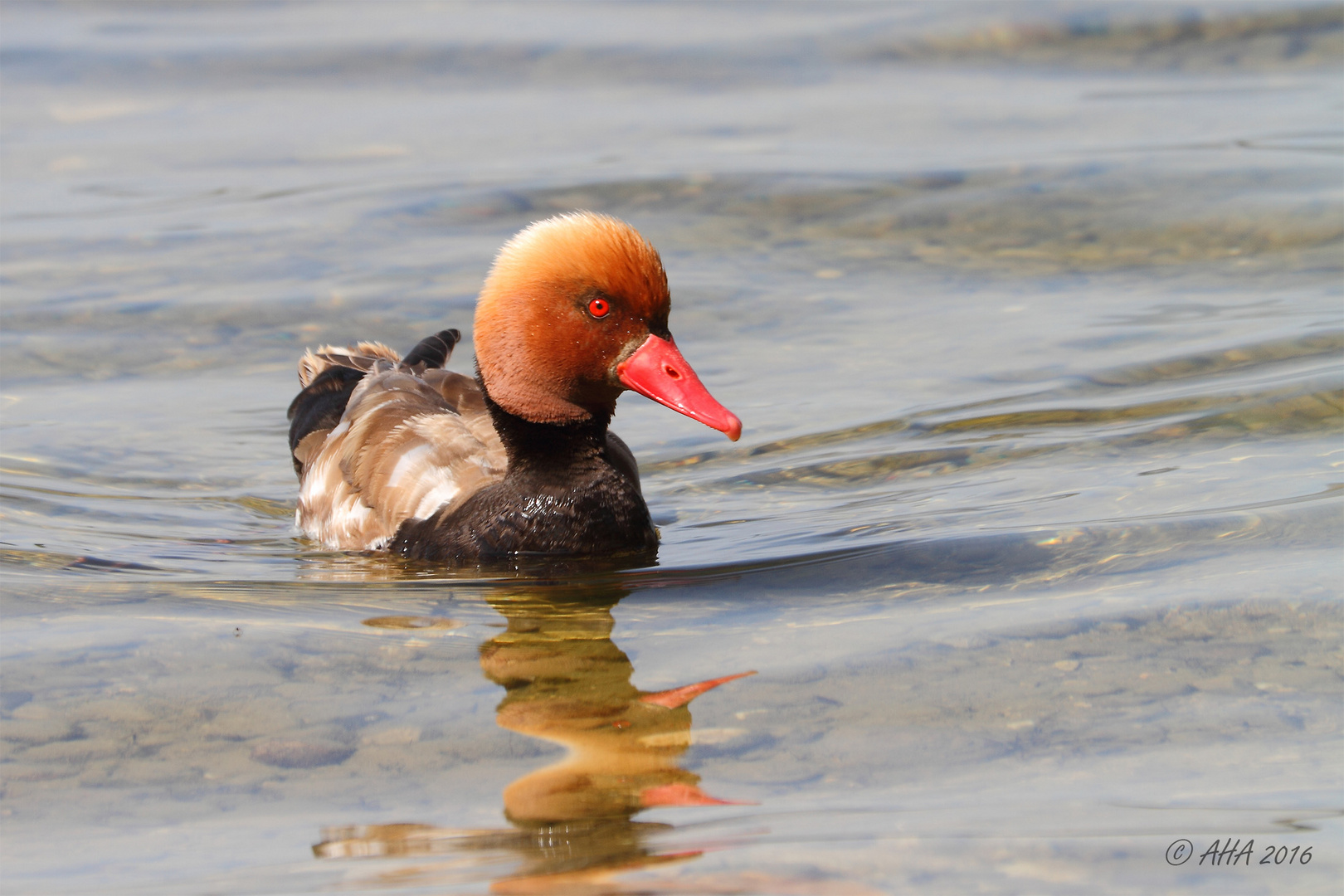 Kolbenente auf dem Chiemsee