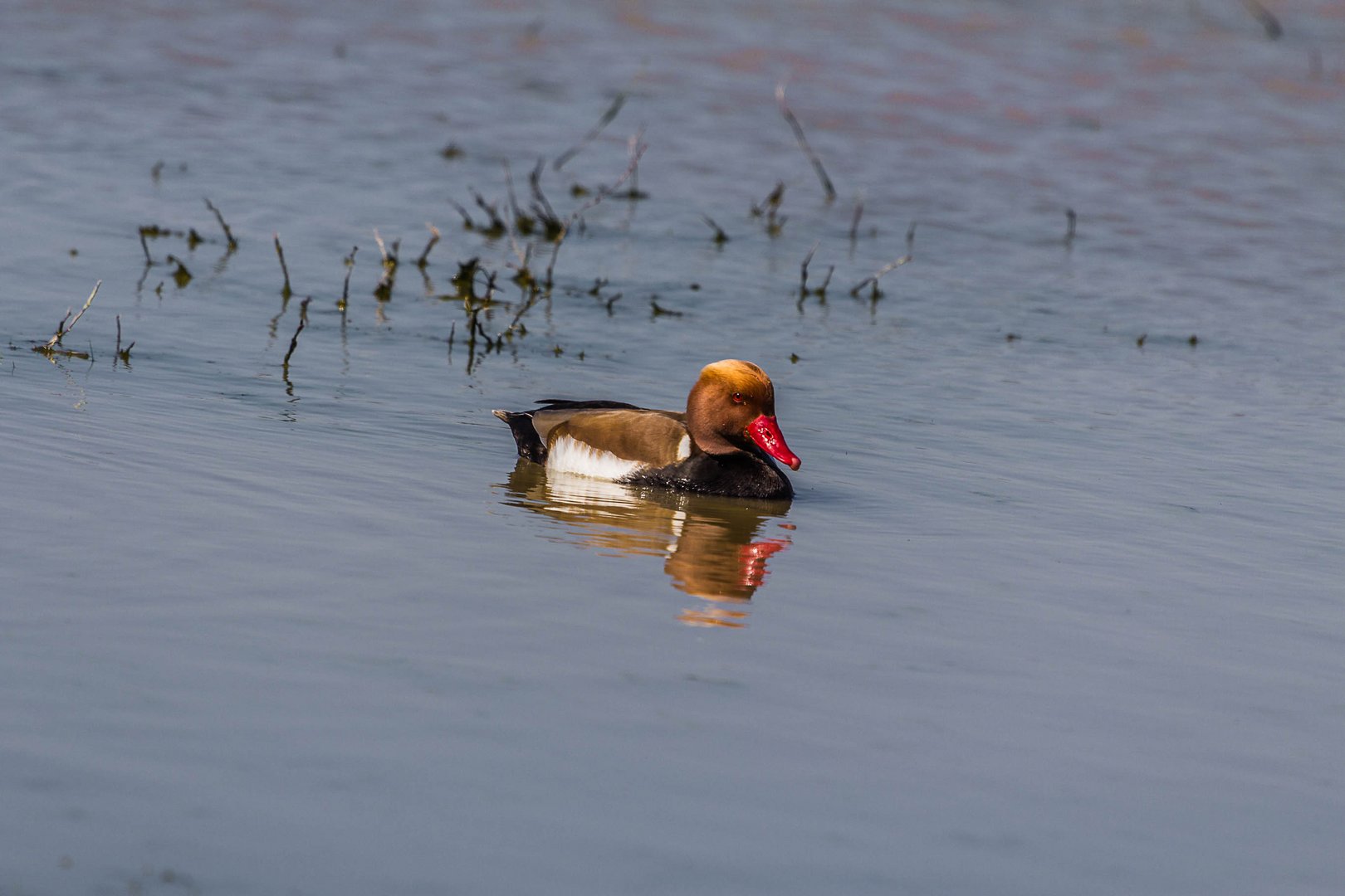 Kolbenente bird-experience 2013 NP-Neusiedlersee 