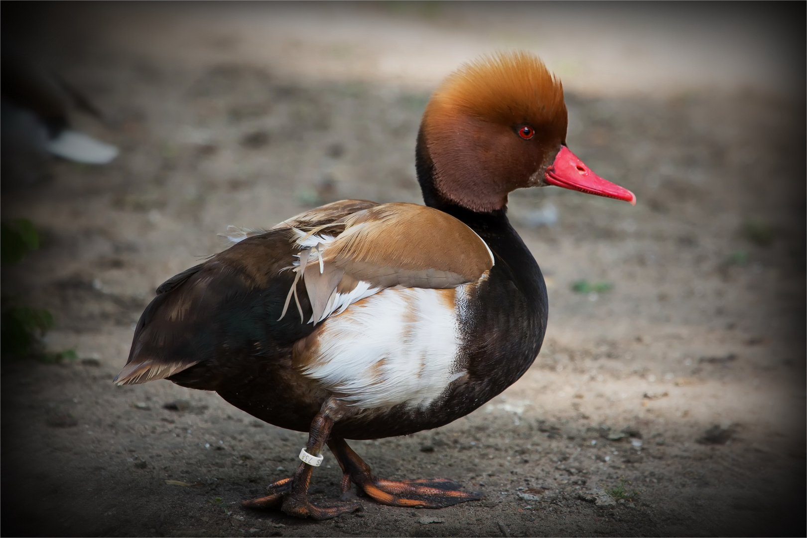 Kolbenente Foto & Bild tiere, zoo, wildpark & falknerei, vögel Bilder