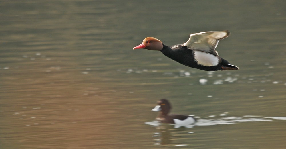 Kolbenente im Flug