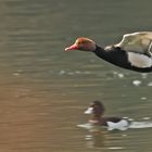 Kolbenente im Flug