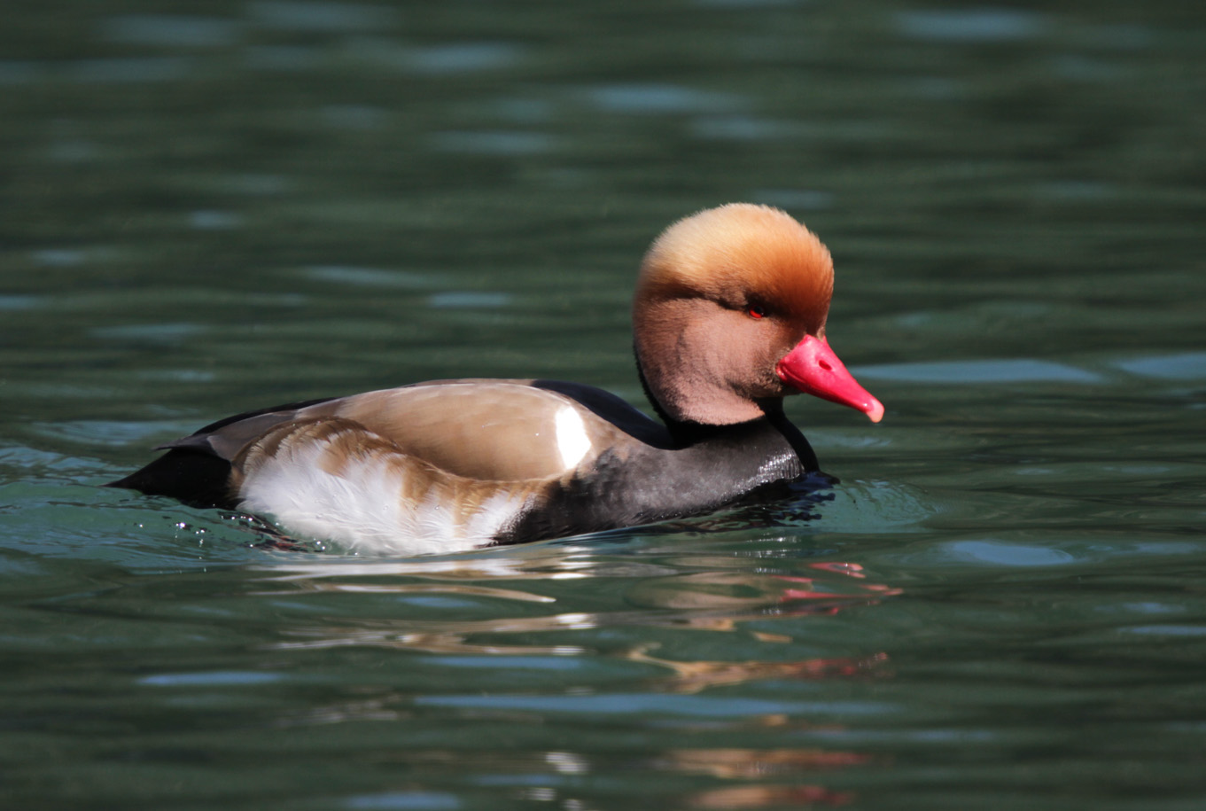 Kolbenente Männchen auf dem Wichelsee März 2012