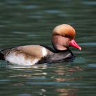 Kolbenente Männchen auf dem Wichelsee März 2012