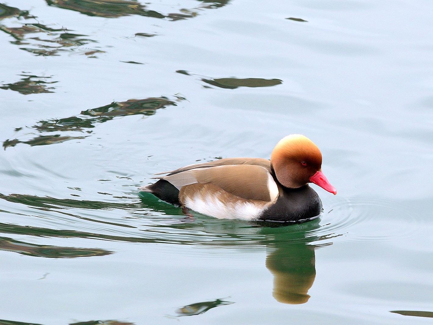 Kolbenente masc. (Netta rufina), Red-crested pochard, Pato colorado