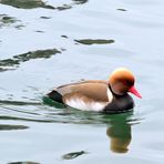 Kolbenente masc. (Netta rufina), Red-crested pochard, Pato colorado