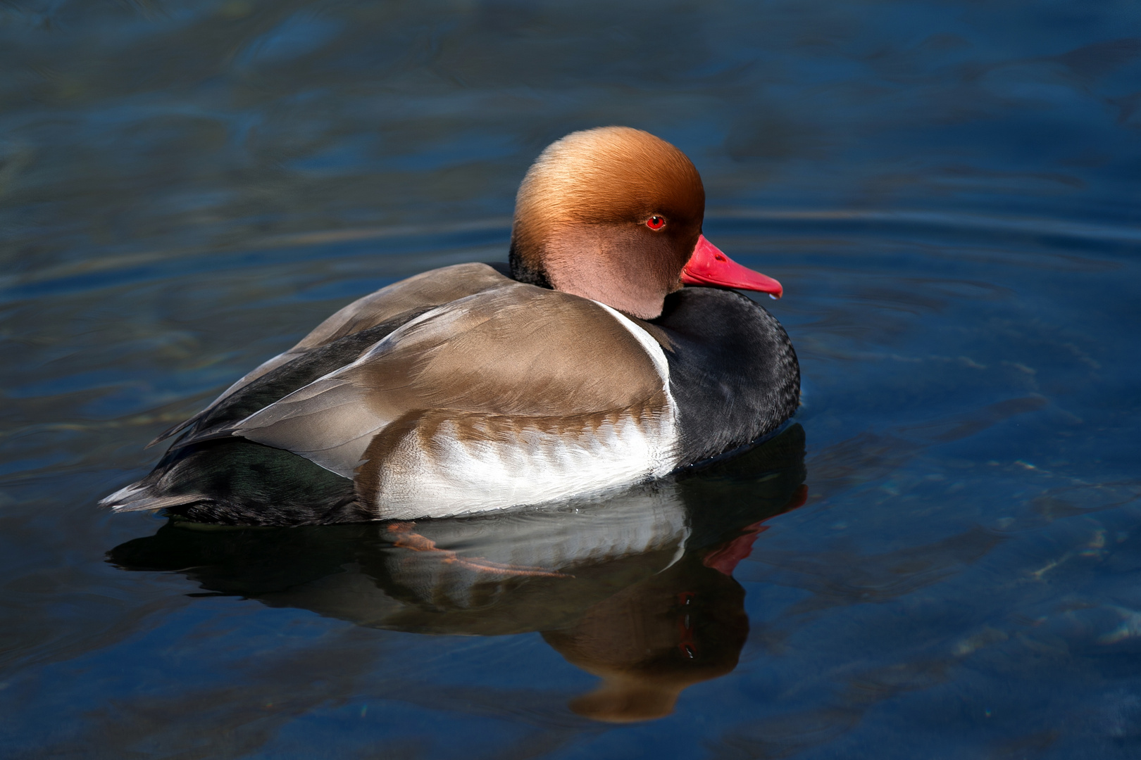 Kolbenente (Netta rufina)