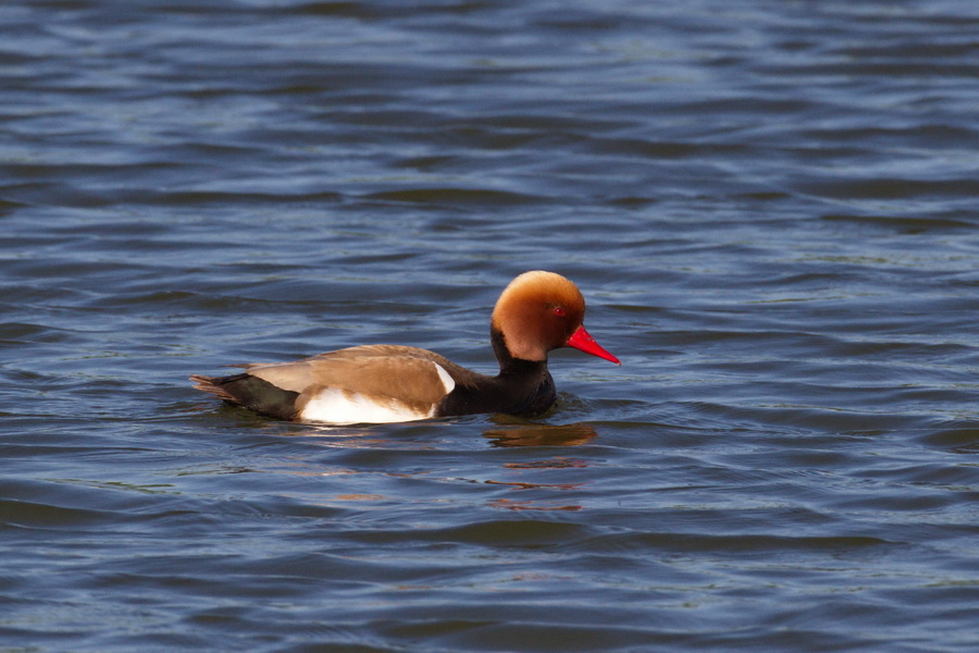 Kolbenente ( Netta rufina )