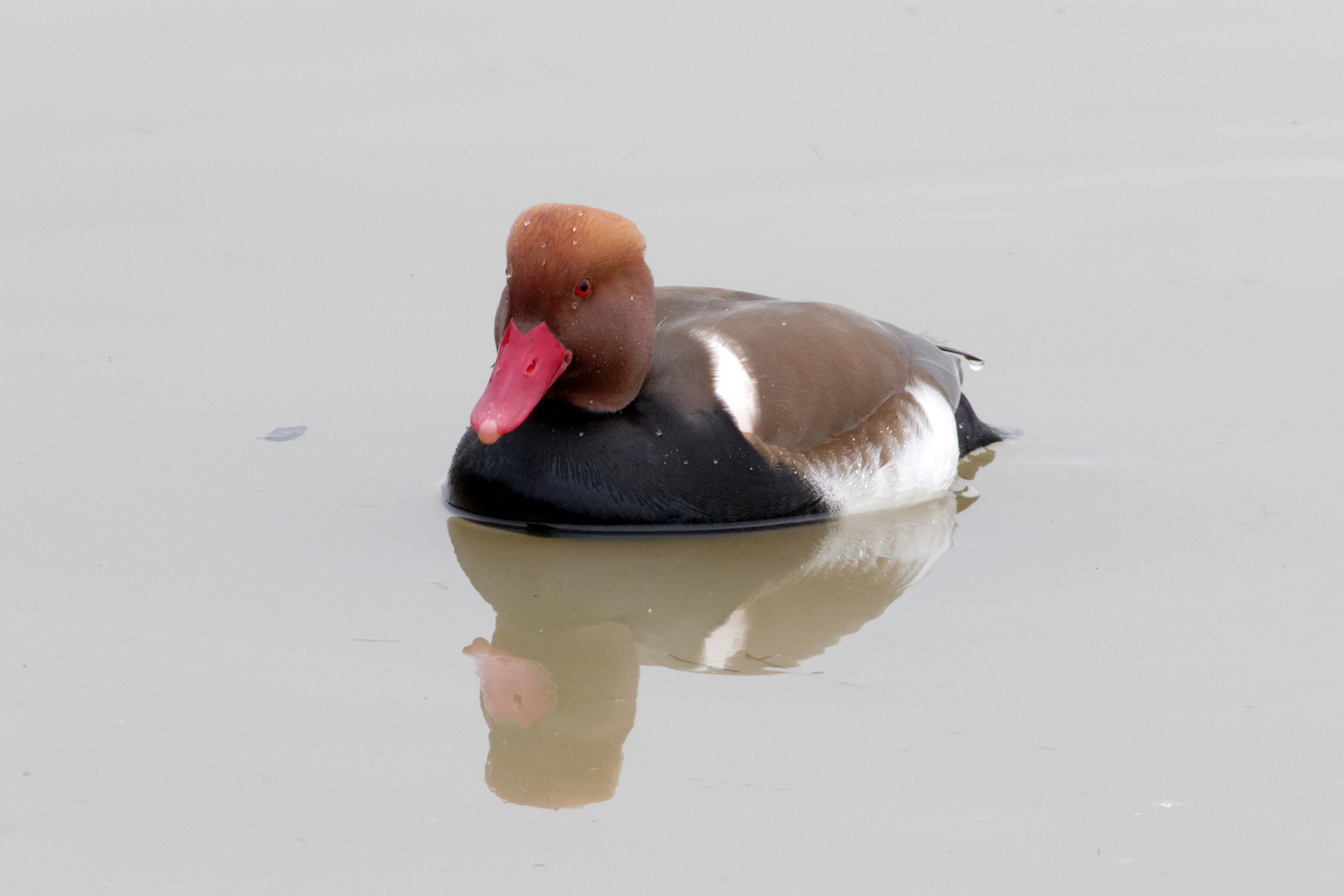 Kolbenente (Nette rufina)