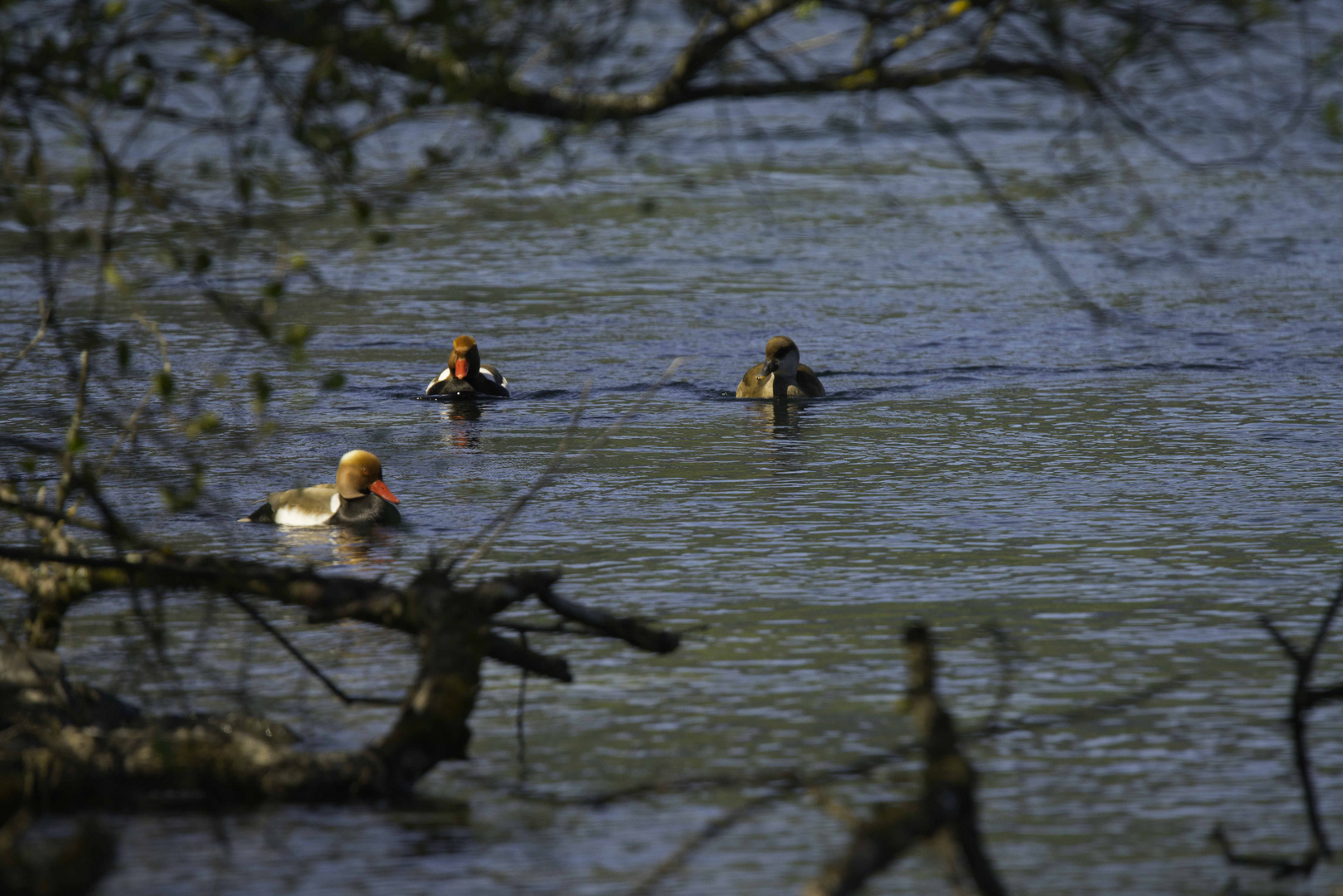 Kolbenenten an der Aare