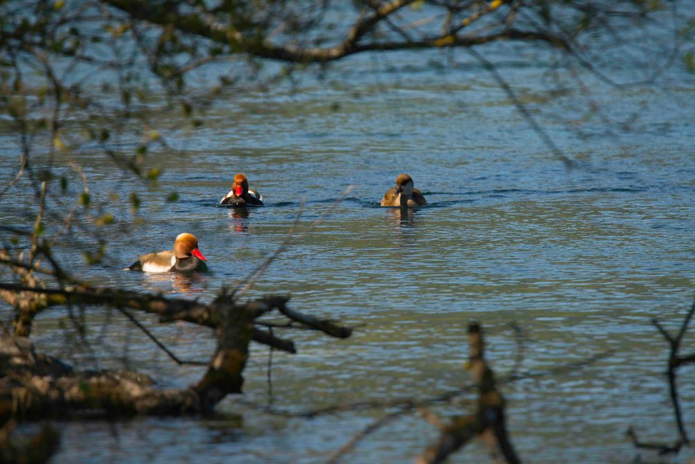 Kolbenenten an der Aare