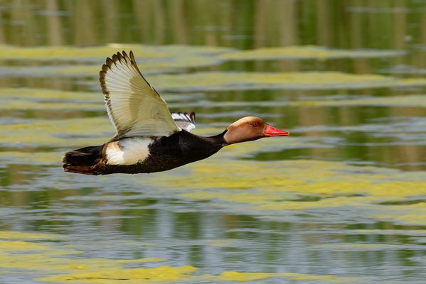 Kolbenenten-Erpel im Flug