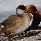 Kolbenenten-Paar, (Netta rufina), Stampf / Jona April 15