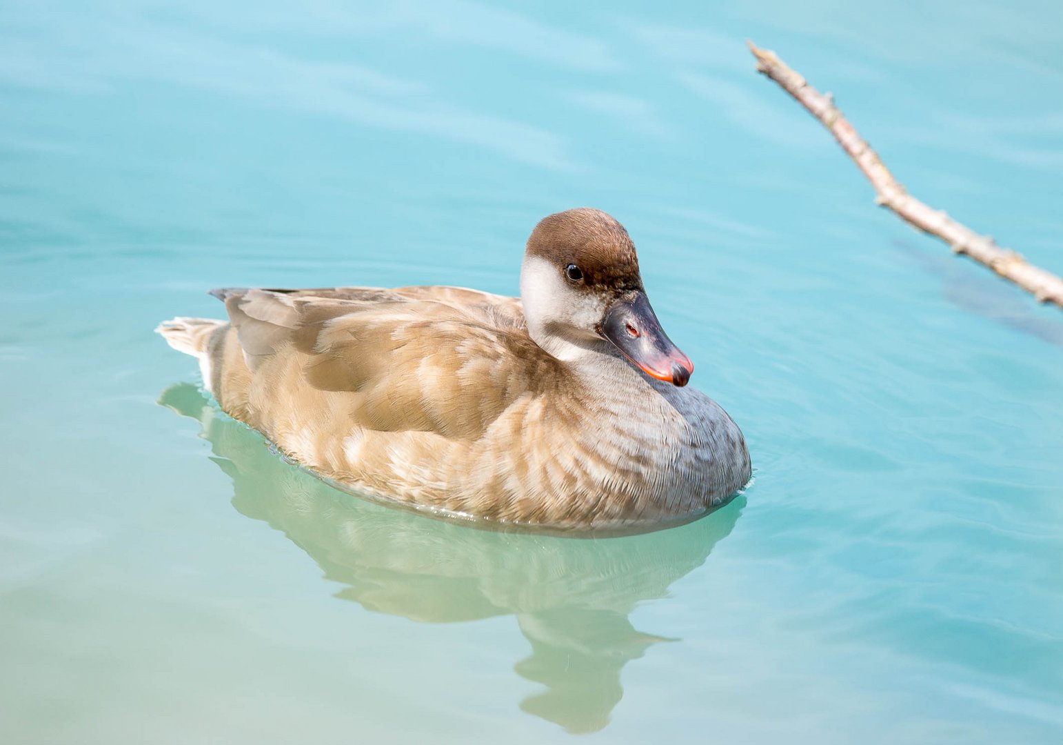 Kolbenentenfrau an der Aare bei Unterseen