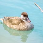 Kolbenentenfrau an der Aare bei Unterseen