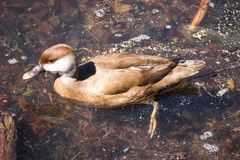 Kolbenentenfrau im seichten Wasser