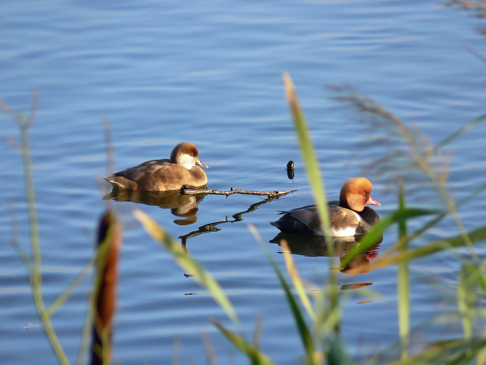 Kolbenentenpärchen am Warnker See