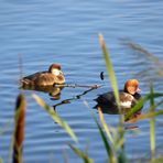 Kolbenentenpärchen am Warnker See