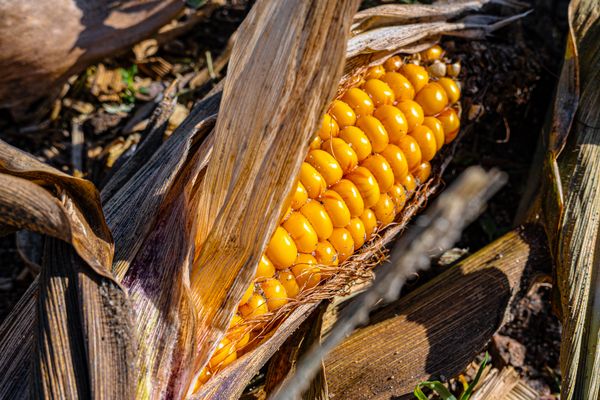 Kolbenfresser ( Kraniche)