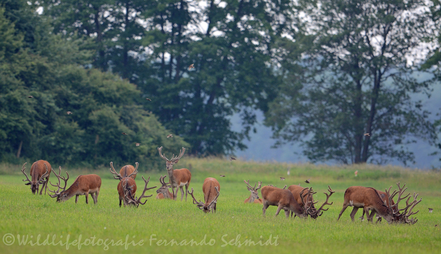 Kolbenhirsche Ueckermünder Heide