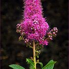 Kolbenspiere (spiraea billardi)