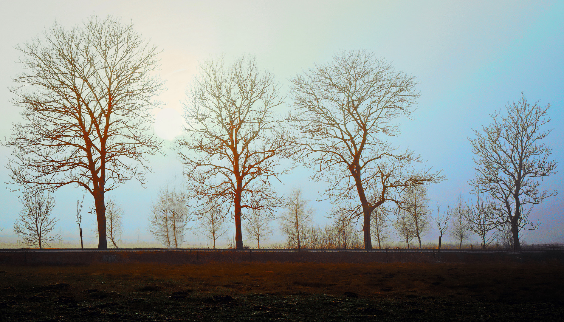 Kolberg/Kolobrzeg  - Bäume im Nebel -