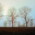 Kolberg/Kolobrzeg  - Bäume im Nebel -