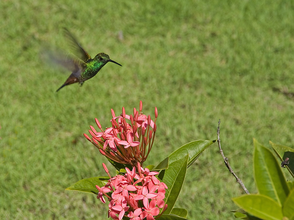 Kolibri