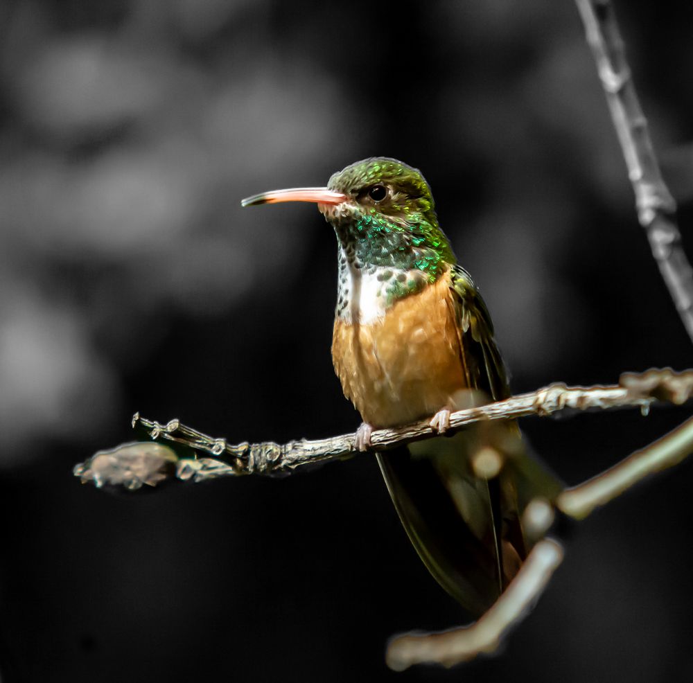 Kolibri Foto & Bild deutschland, europe, niedersachsen Bilder auf