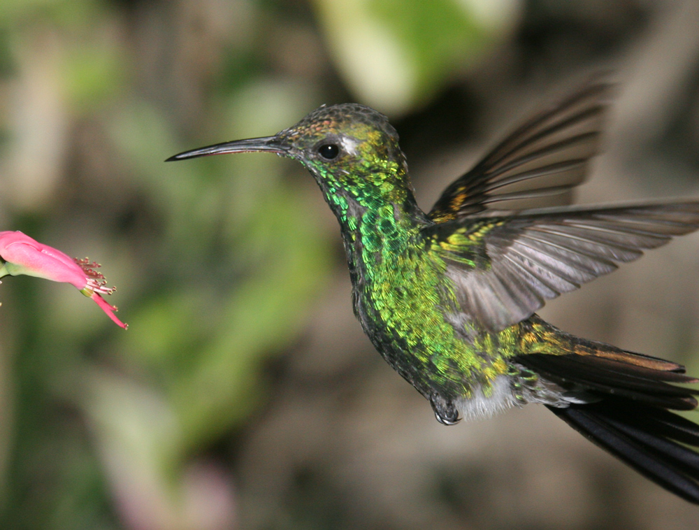 Kolibri