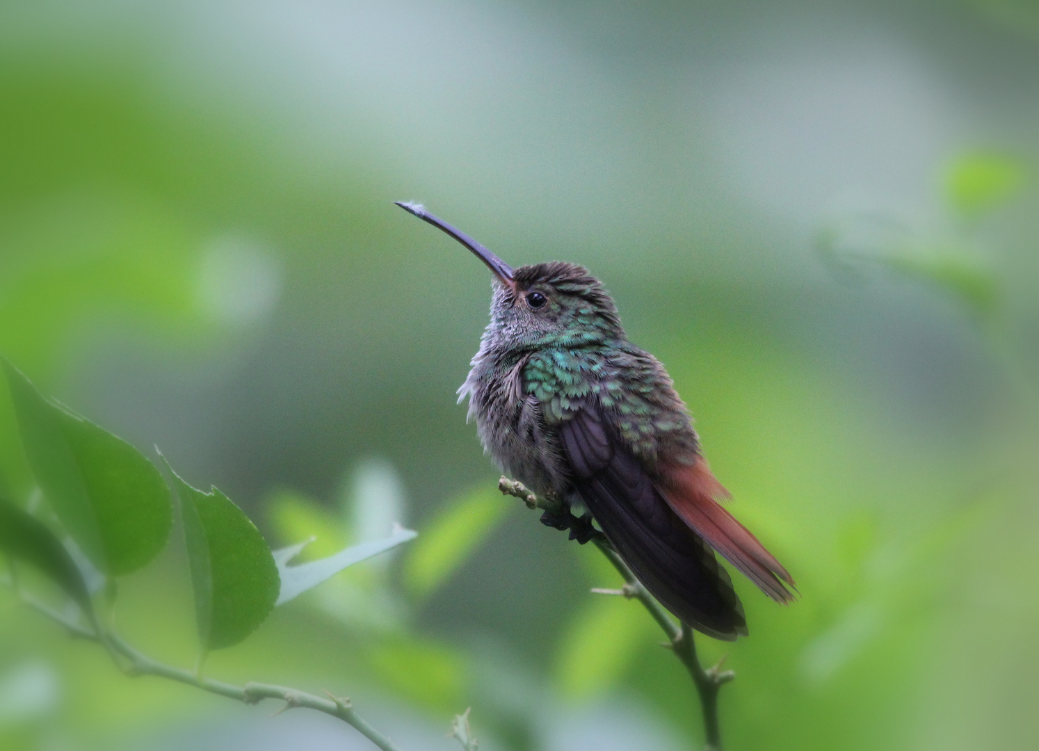 Kolibri Foto & Bild | natur, tiere, wildlife Bilder auf fotocommunity