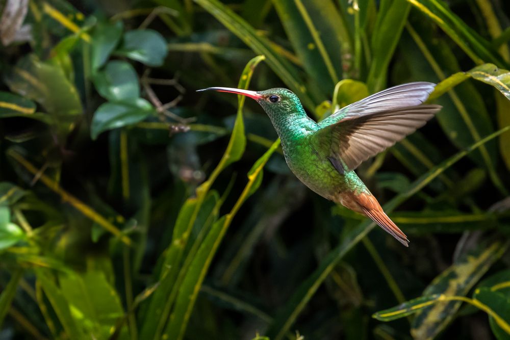 Kolibri (1)