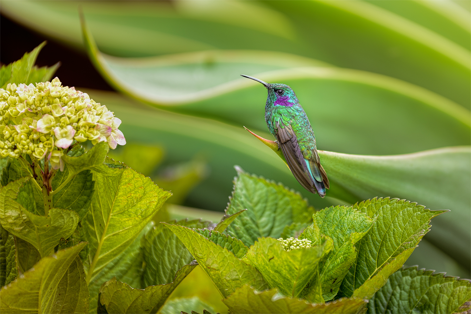 Kolibri