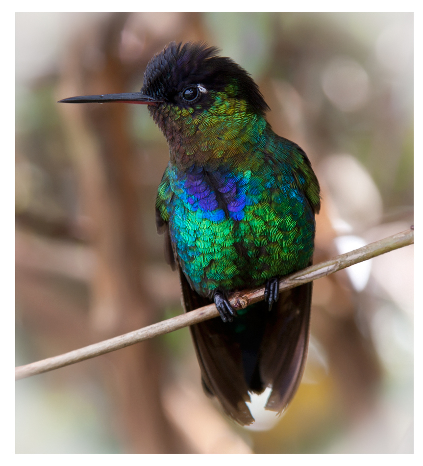 Kolibri 2 Foto Bild tiere wildlife wild lebende Kolibri 2 Foto Bild tiere wildlife wild lebende