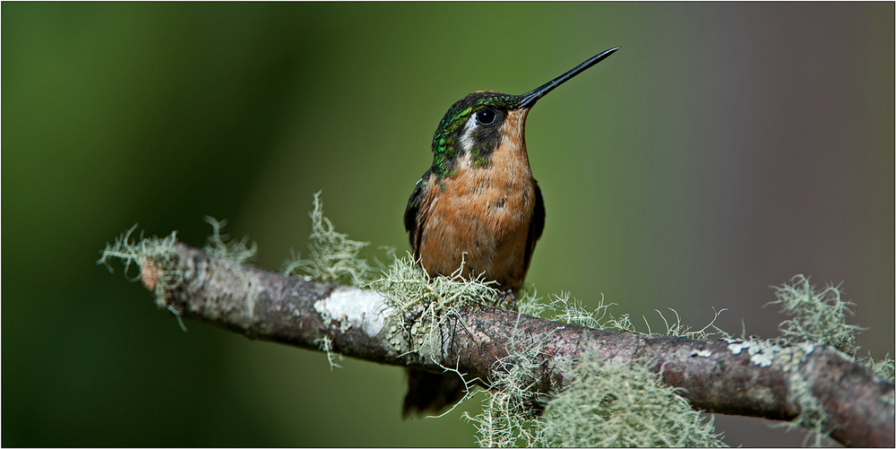 Kolibri