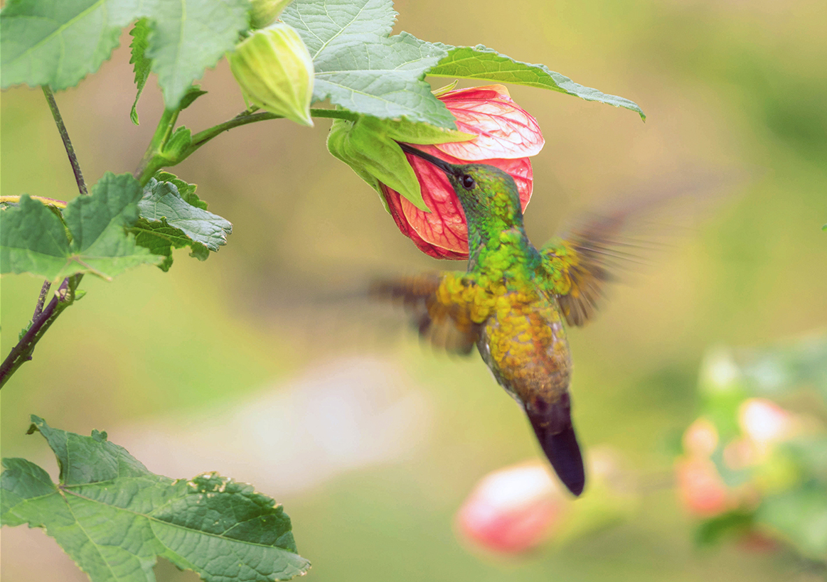 Kolibri