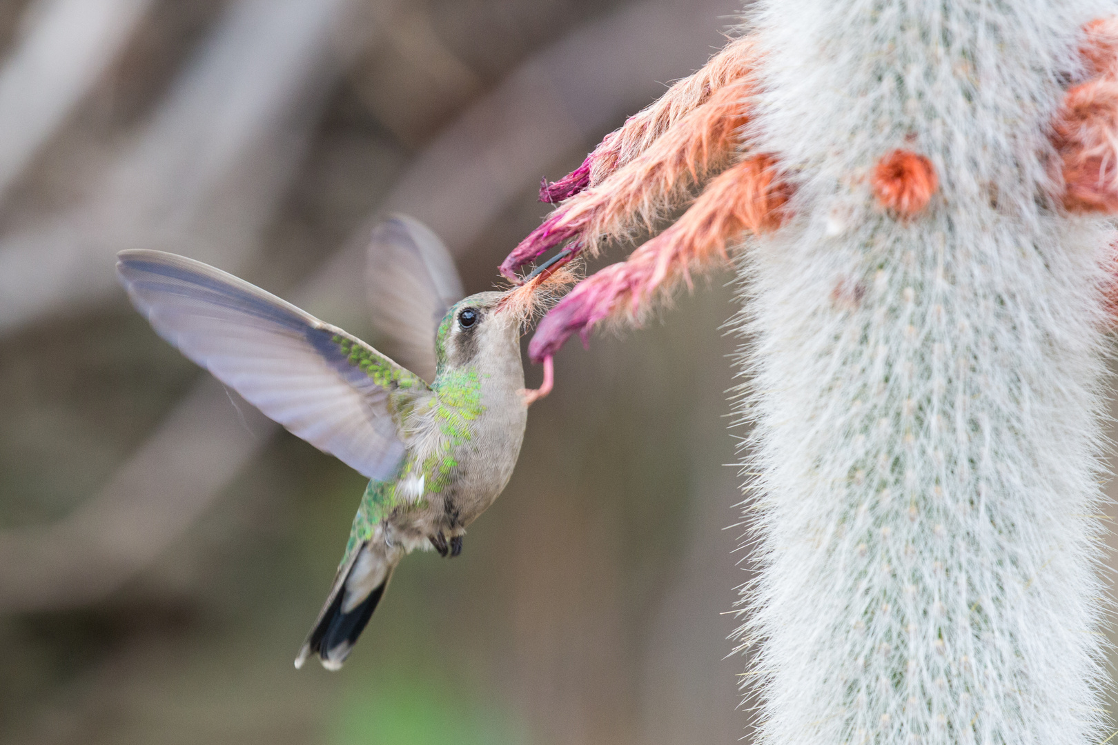 Kolibri