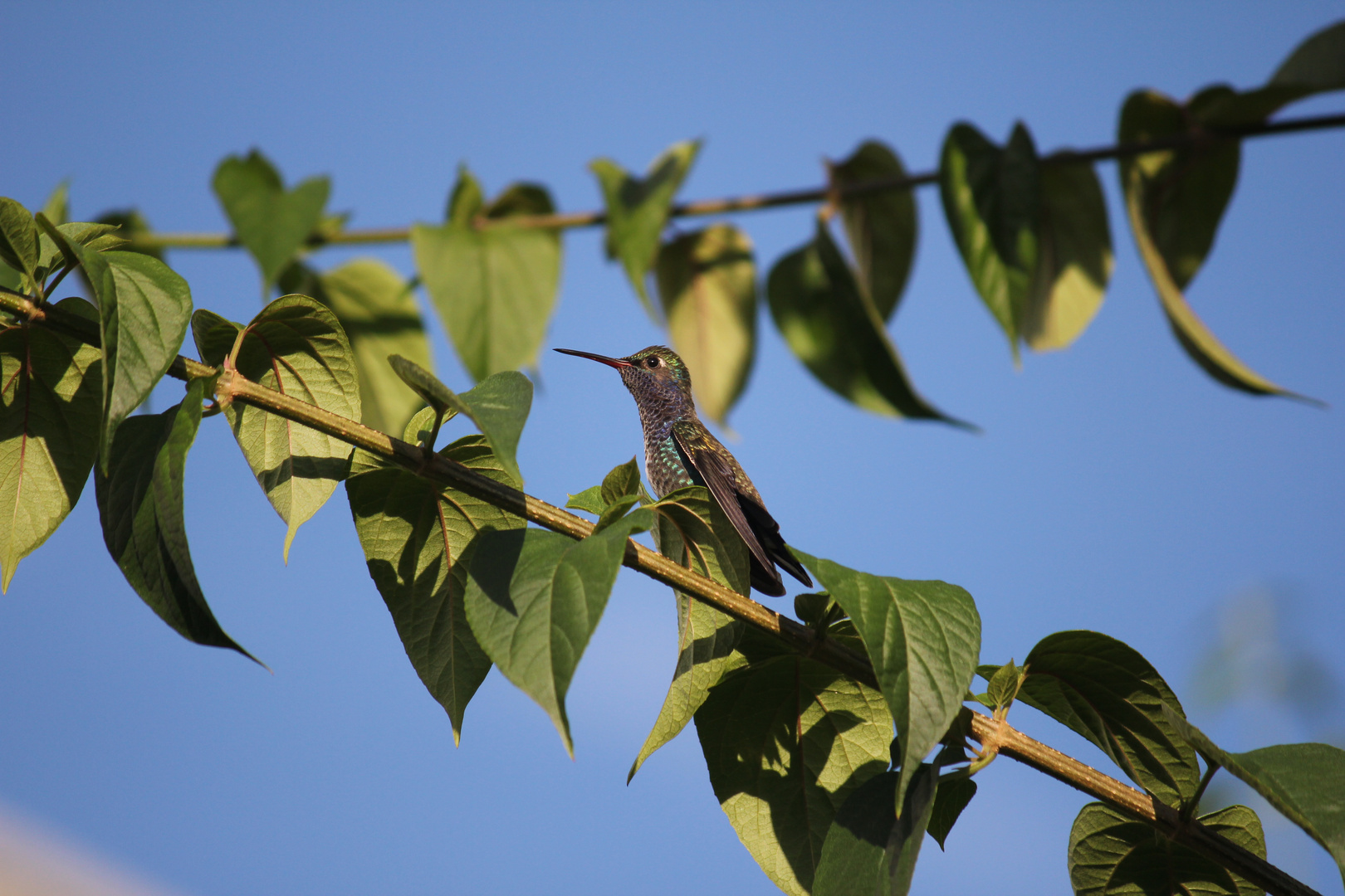 Kolibri