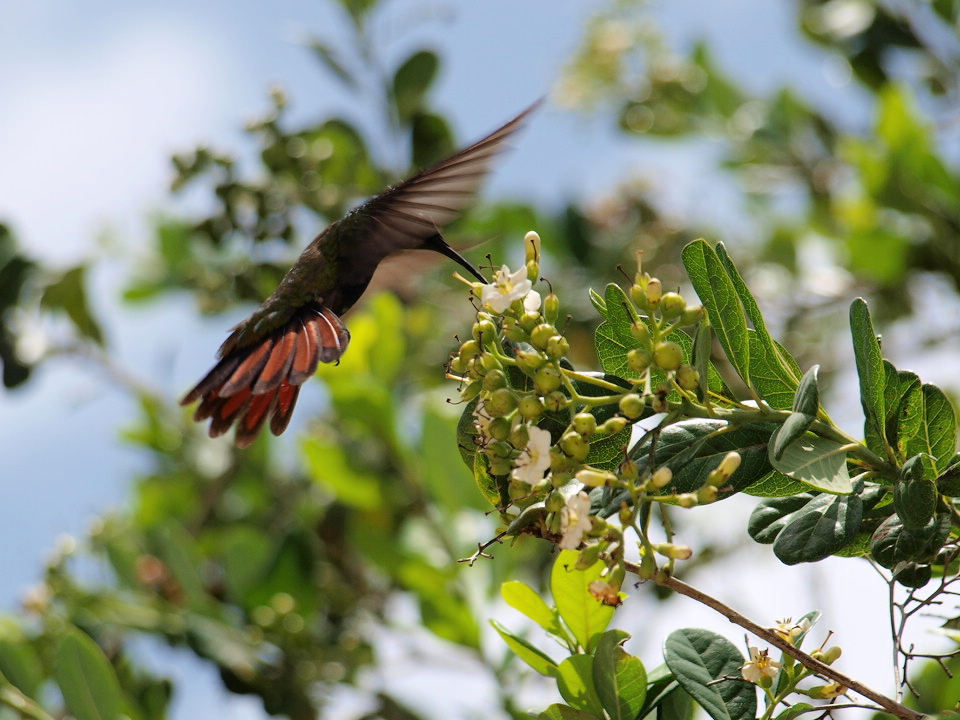 Kolibri