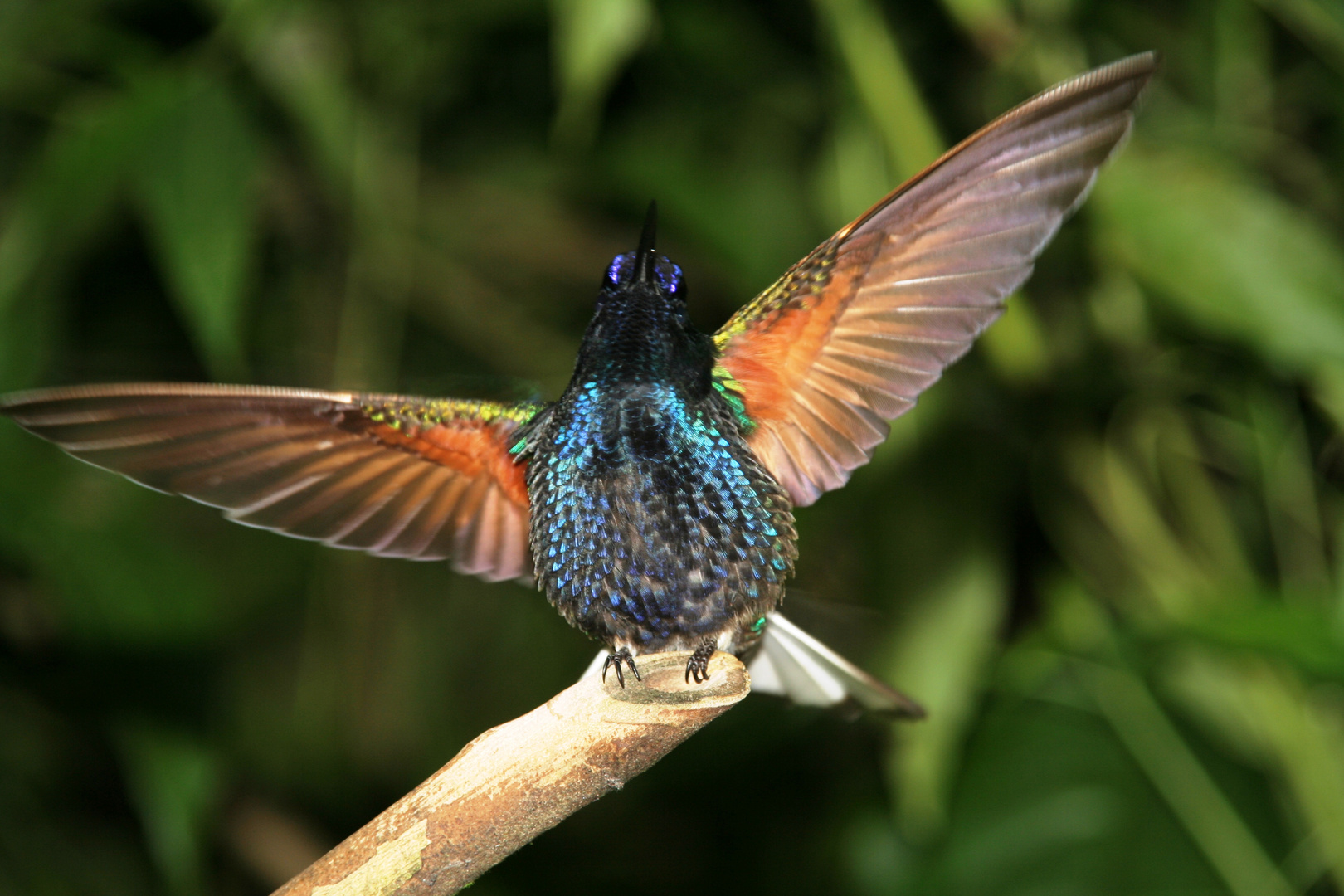 Kolibri Foto & Bild | tiere, natur Bilder auf fotocommunity