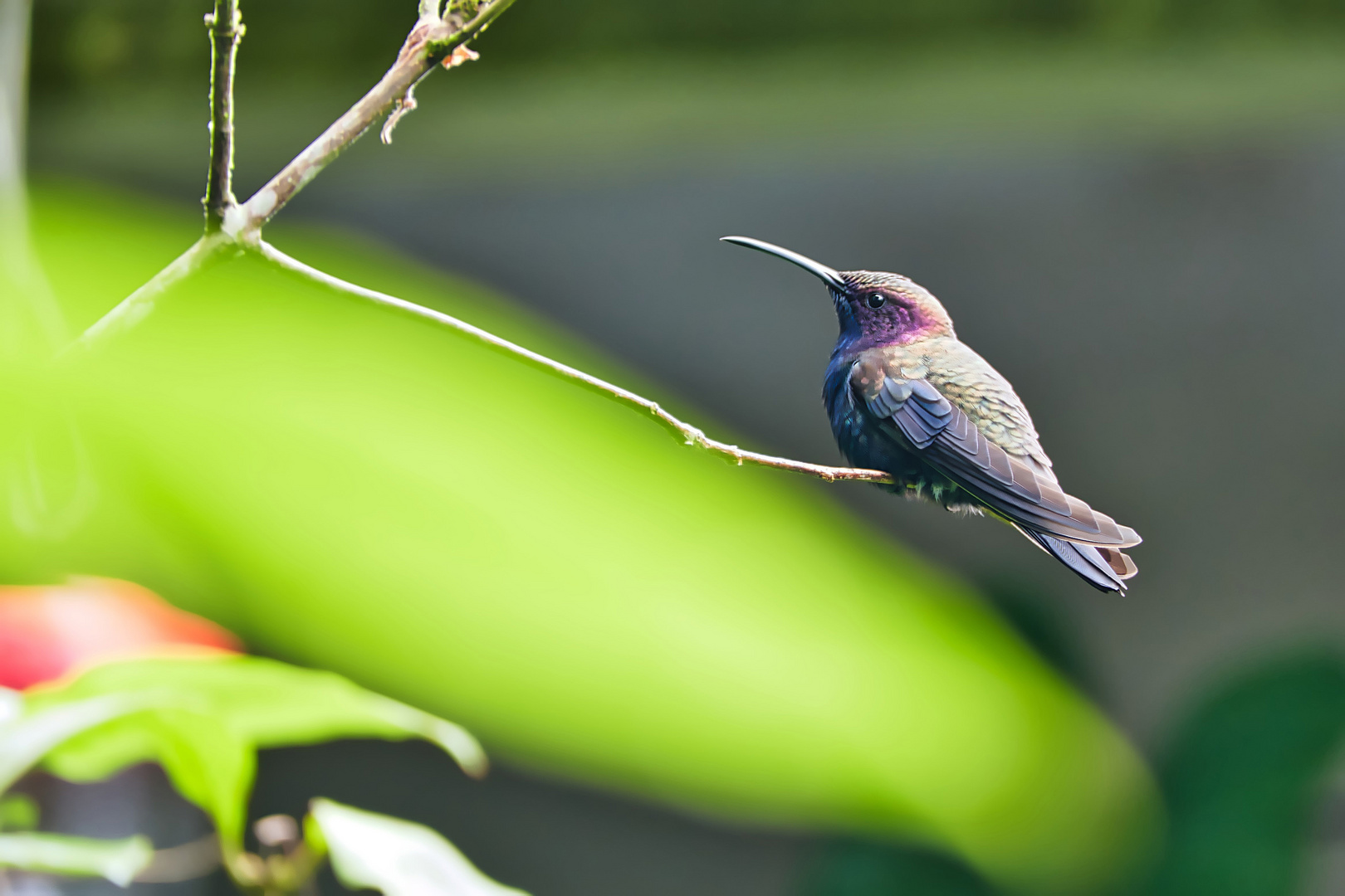 Kolibri