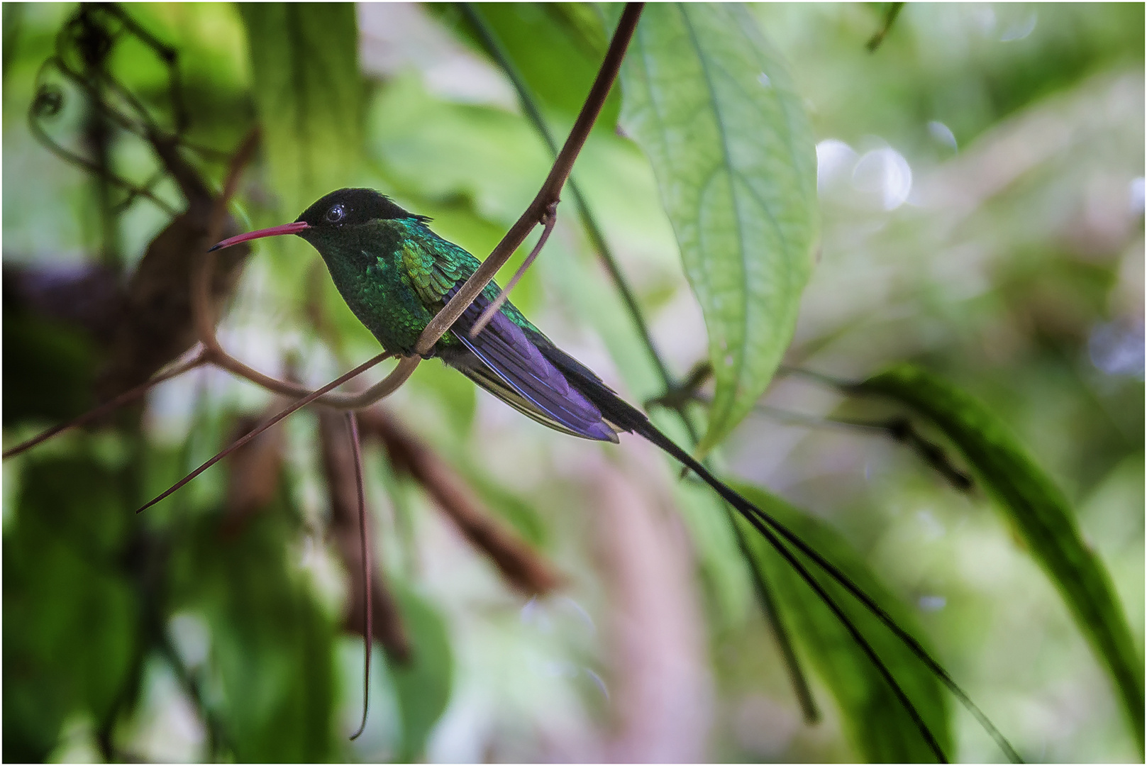  Kolibri  Foto Bild world natur tiere Bilder auf 