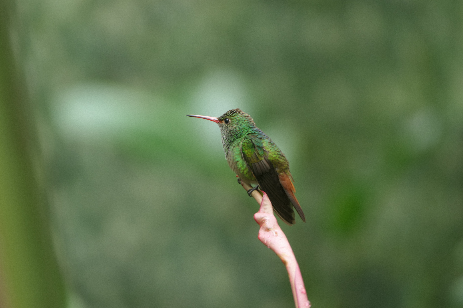 Kolibri