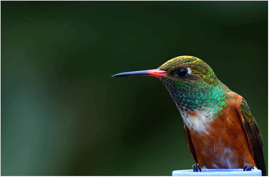  Kolibri  Foto Bild tiere zoo wildpark falknerei 