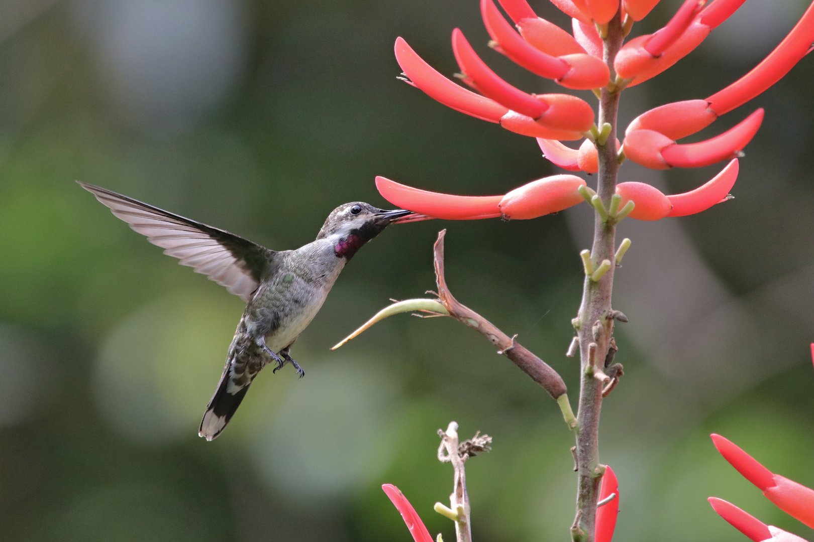 Kolibri (?)