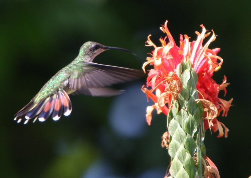 Kolibri