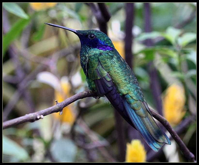 Kolibri Foto & Bild | tiere, wildlife, wild lebende vögel Bilder auf ...