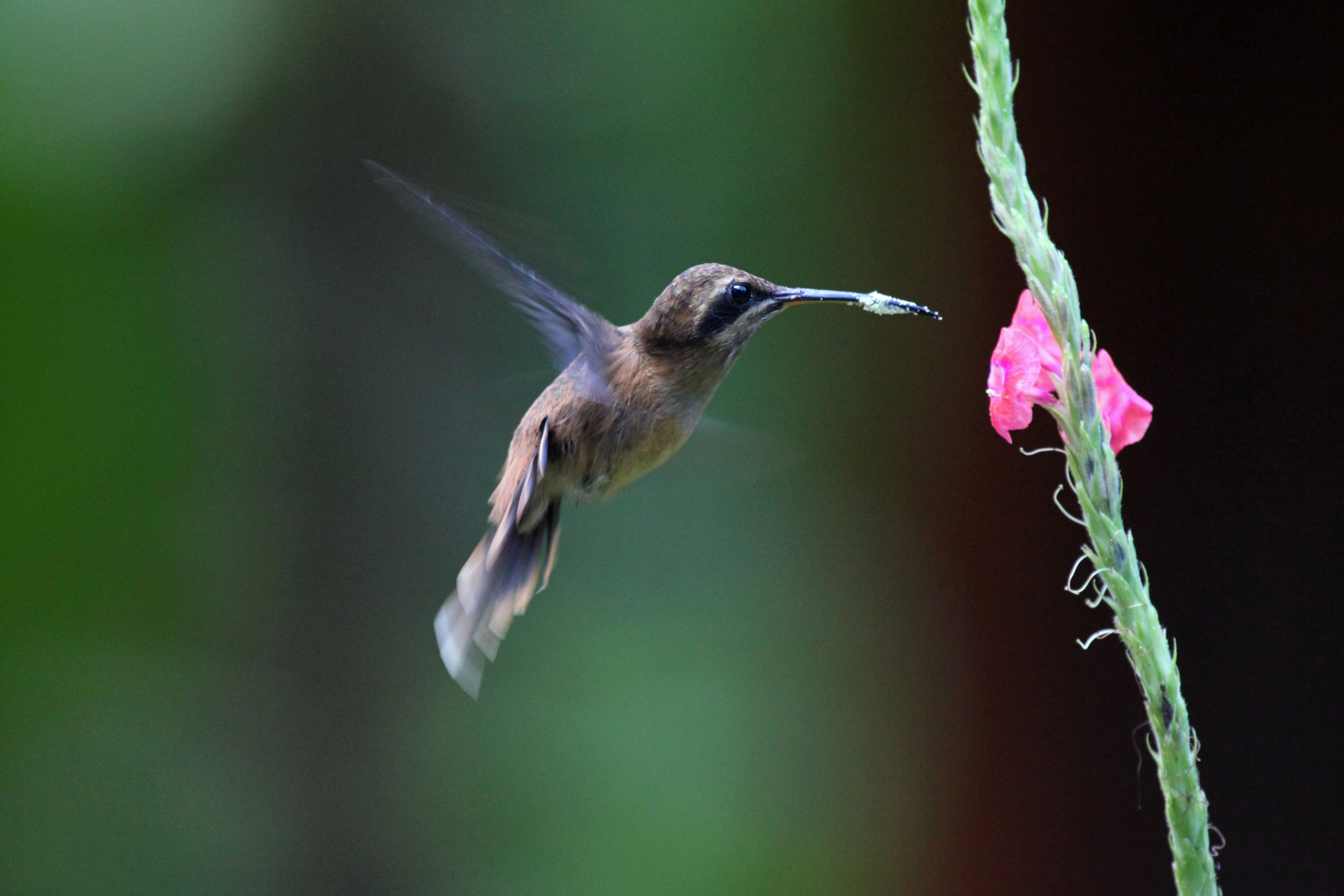 Kolibri