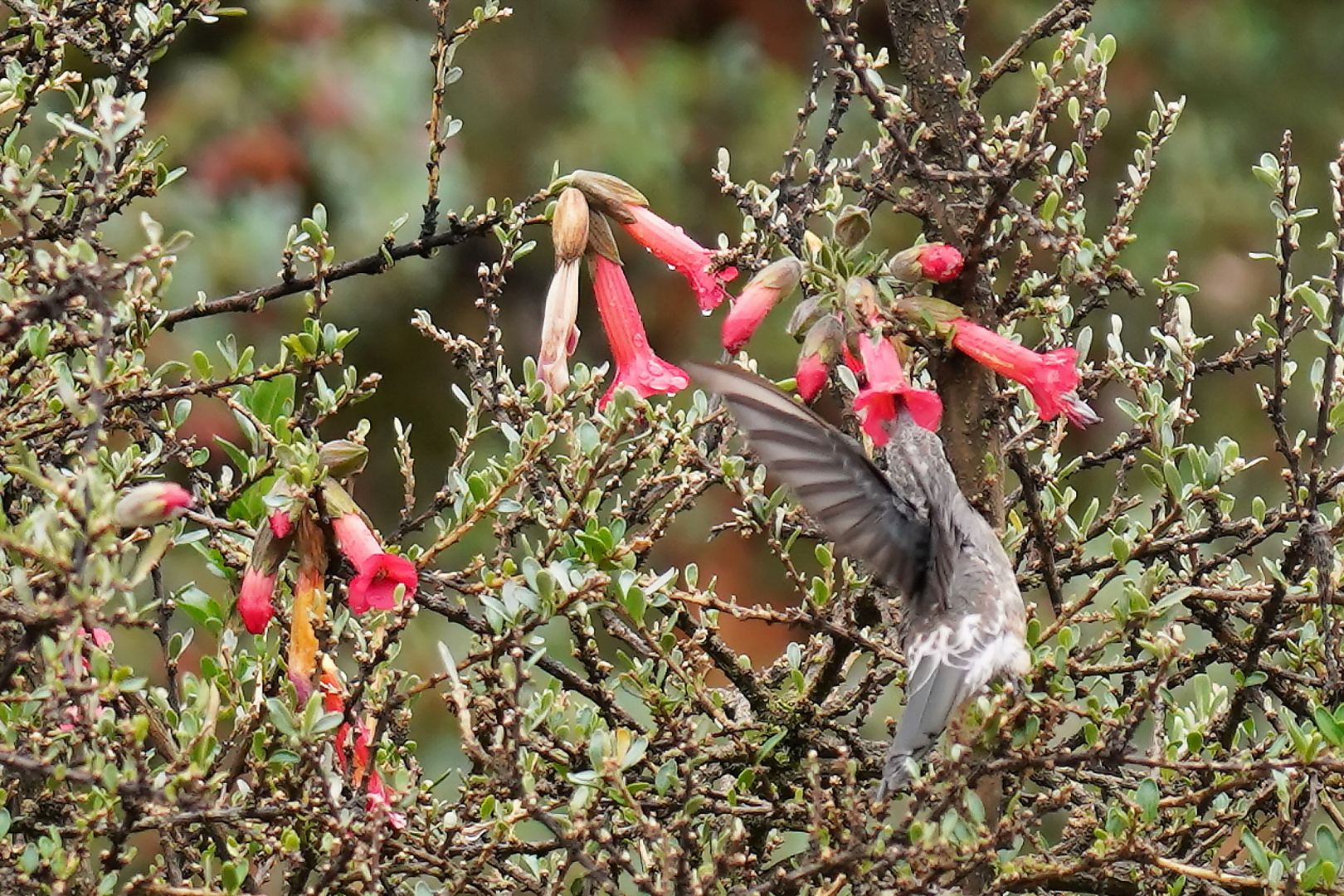 Kolibri 