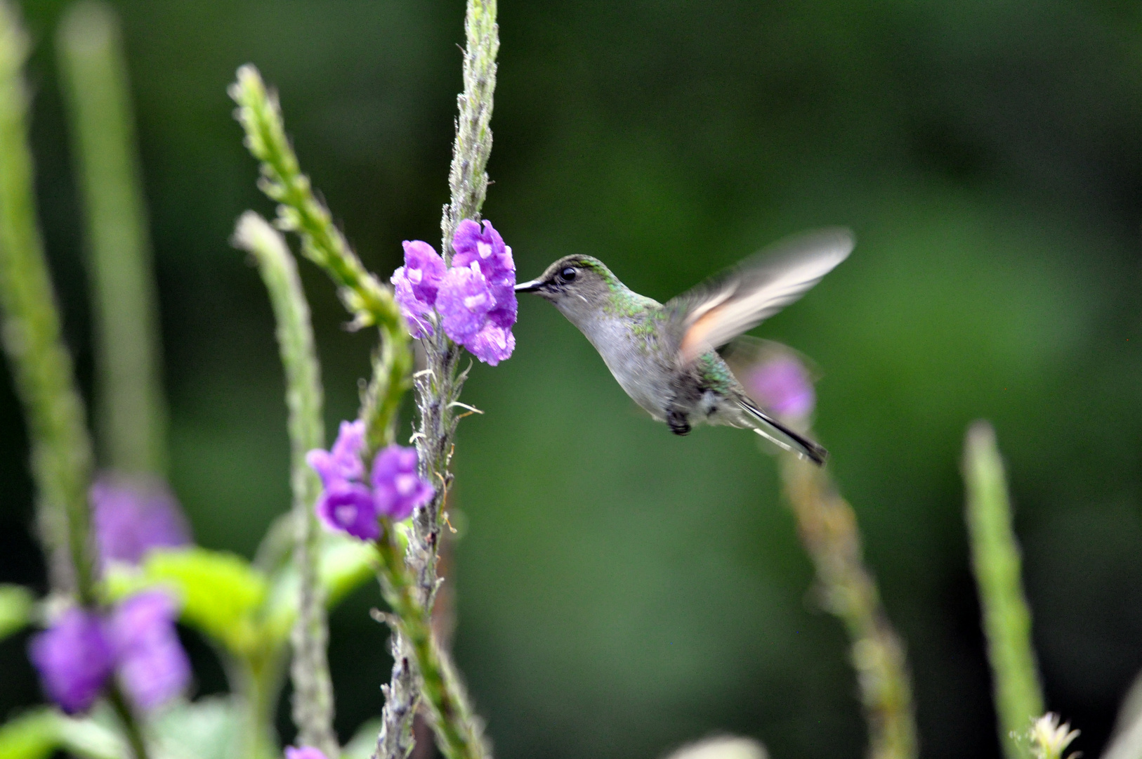 Kolibri